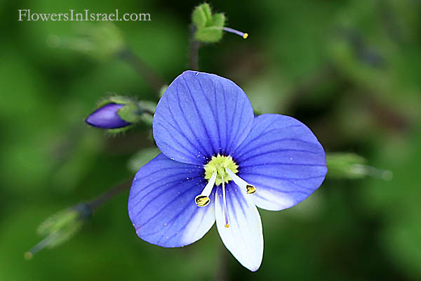 Veronica  syriaca, Syrian speedwell, ורוניקה סורית