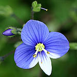 Veronica syriaca, Israel wildflowers, Dark Blue Flowers