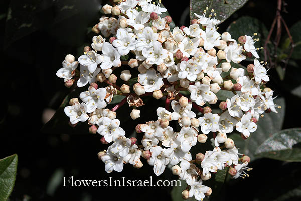 Viburnum tinus, Laurustinus,Tidhar, תדהר, מורן החורש