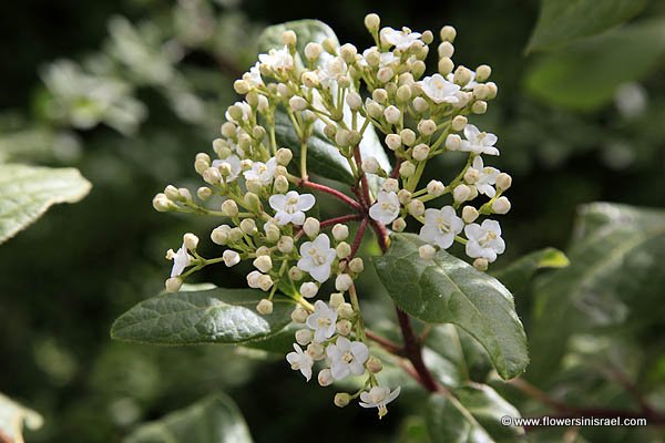 Viburnum tinus, Laurustinus,Tidhar, תדהר, מורן החורש