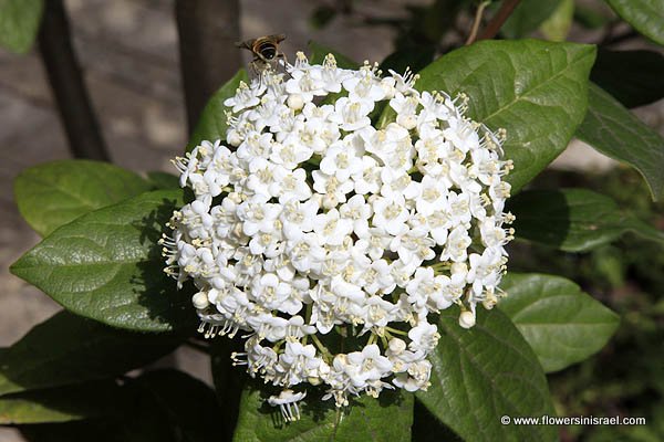 Viburnum tinus, Laurustinus,Tidhar, תדהר, מורן החורש