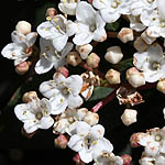 Viburnum tinus, Israel, Wildflowers, Native Plants