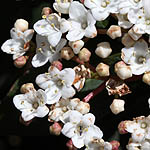 Viburnum tinus, Israel, native wildflowers