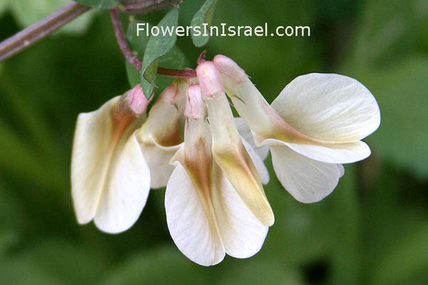 Vicia galeata, Helmeted Vetch, ביקיית הביצות