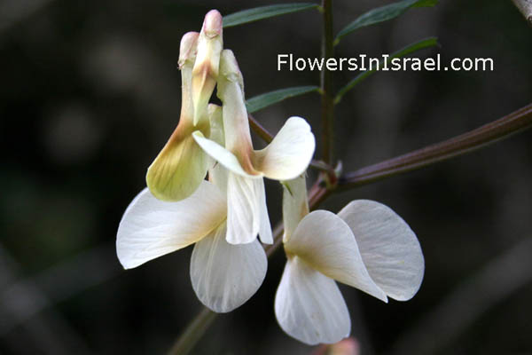 Vicia galeata, Helmeted Vetch, בקיית הביצות