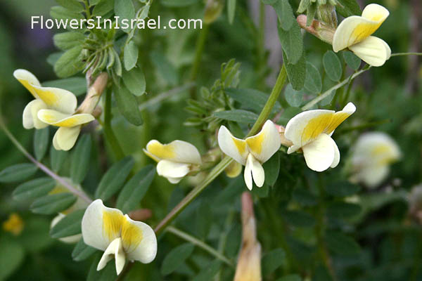 Israel Wild flowers and native plants,Vicia galeata, Helmeted Vetch, ביקית הביצות 