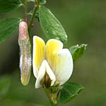 Vicia galeata, Israel, native wildflowers