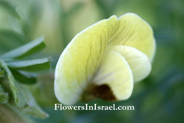 ביקיית כלאיים, Vicia hybrida,Hairy yellow vetch, בקיית הכלאיים, Bnei Zion Nature Reserve