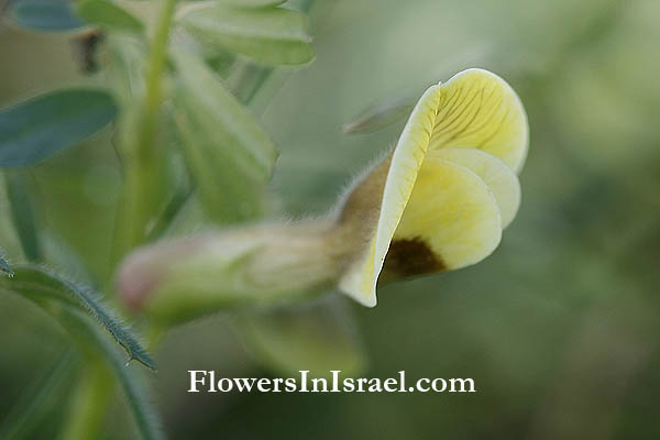 Flora of Israel online, native plants, Palestine