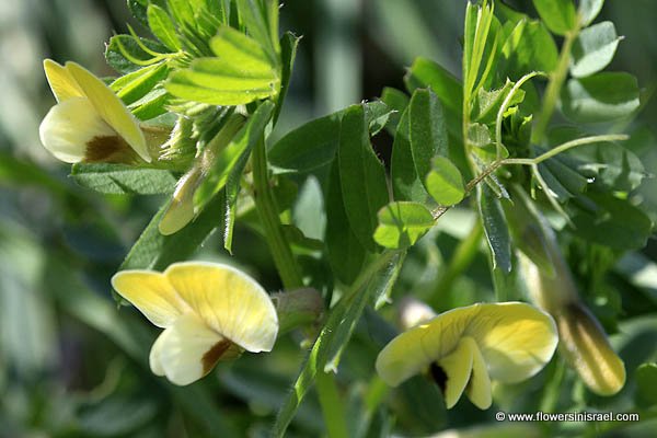 Vicia hybrida,Hairy yellow vetch, בקיית הכלאיים