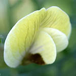 Vicia hybrida, Israel Yellow wildflowers