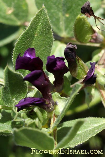 Flora of Israel online, Native plants, Palestine