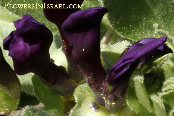 Vicia narbonensis, French vetch, Narbonne vetch, Purple Broad Bean, בקיה צרפתית