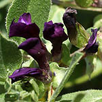 Vicia narbonensis, French vetch, Narbonne vetch, Purple Broad Bean, בקיה צרפתית