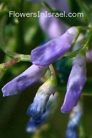 Fleurs sauvages, Wildblumen, Fiori, флоры, Flores Silvestres, زهور,