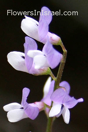 Vicia palaestina, Palestine Vetch, ביקיה ארצישראלית