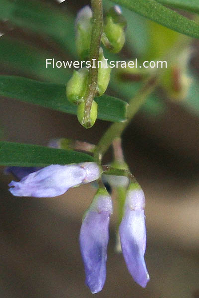 Vicia palaestia, Palestine Vetch, ביקיה ארצישראלית