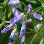 Vicia palaestia, פרחים בישראל, פרחים סגולים