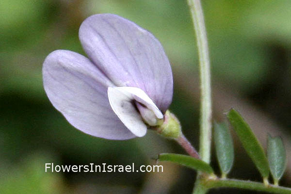 Flora of Israel online, native plants, Palestine