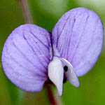 Vicia peregrina, פרחים בישראל, פרחים סגולים