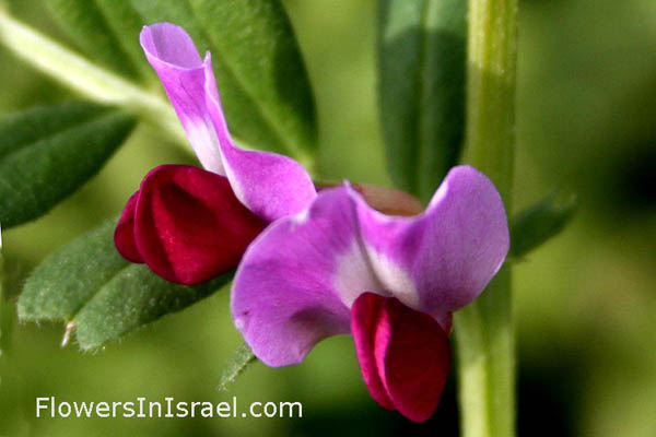 Vicia sativa, Vicia angustifolia, Common Vetch, البيقية المزروعة ,בקיה תרבותית