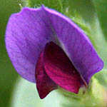 Vicia sativa, Israel, Wildflowers, Native Plants