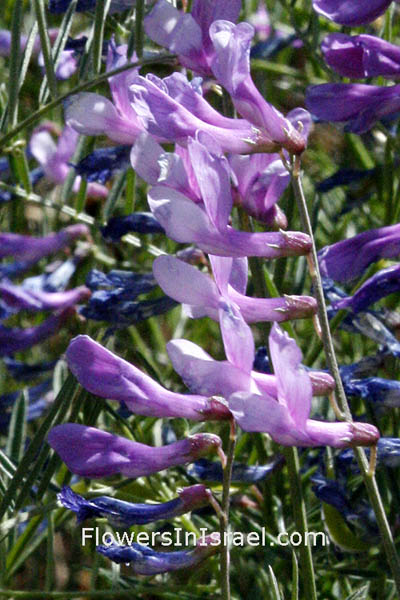 Vicia tenuifolia, Ervum tenuifolium, Vicia brachytropis, Vicia cracca var. tenuifolia, Fine-leaved Vetch, ביקיה דקת-עלים