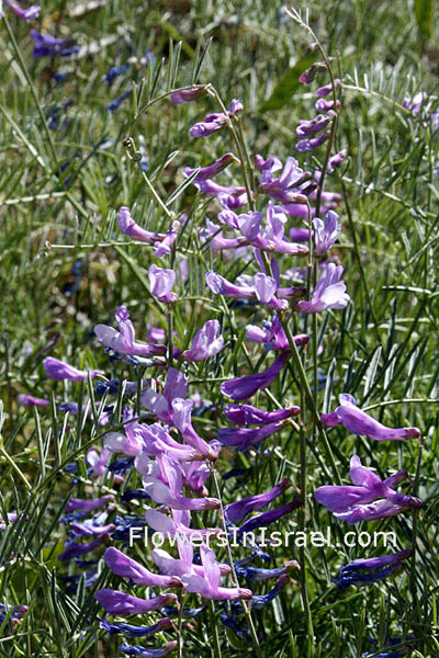 Israel, Flowers, Palestine, Nature, Botany