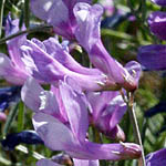 Vicia tenuifolia, פרחים בישראל, פרחים סגולים