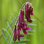 Vicia villosa, פרחים בישראל, פרחים סגולים