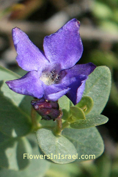 Vinca herbacea flower