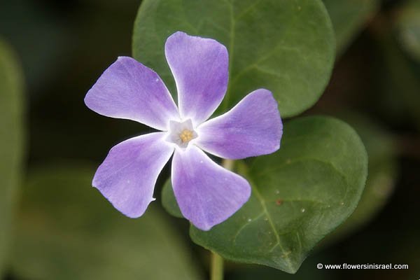 Vinca herbacea, Vinca pumila, Vinca mixta, Herbaceous Periwinkle, וינקה עשבונית