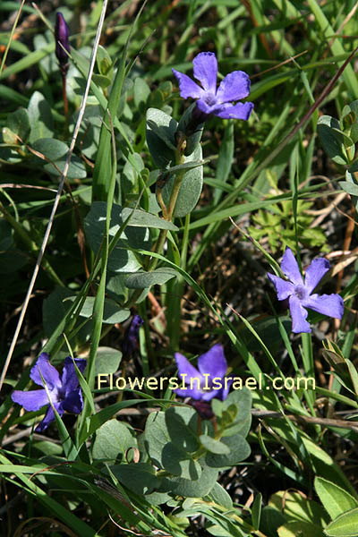 Vinca herbacea plant