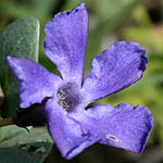 Vinca herbacea, Israel wildflowers, Dark Blue Flowers