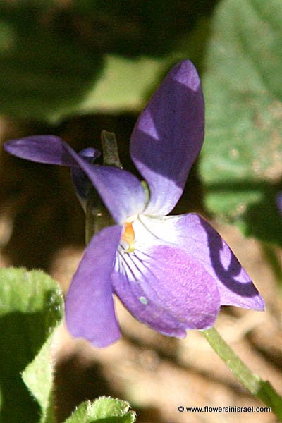 Native plants of Israel