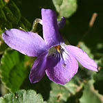 Viola odorata, פרחים בישראל, פרחים סגולים