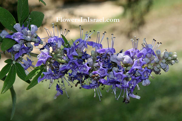 Vitex agnus-castus, Lilac chastetree, Chasteberry, Monk's Pepper, Hemp tree, Abraham's balm, حبّ الفقد ,שיח-אברהם מצוי, Habb al-faqd