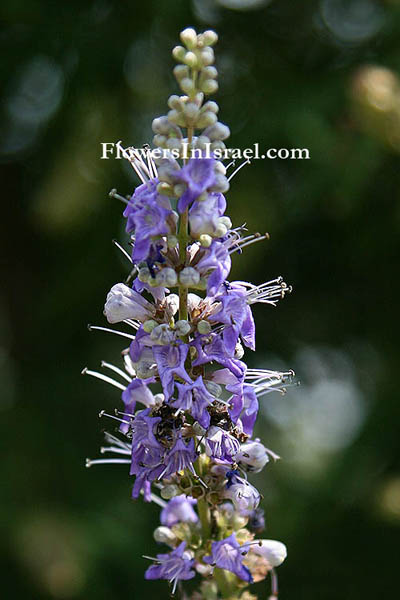 Vitex agnus-castus, Lilac chastetree, Chasteberry, Monk's Pepper, Hemp tree, Abraham's balm, حبّ الفقد ,שיח-אברהם מצוי, Habb al-faqd