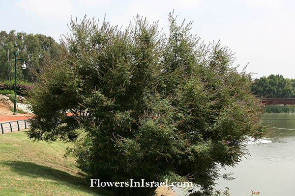 Native plants of Israel