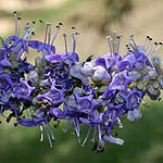 Vitex agnus-castus, פרחים בישראל, פרחים סגולים