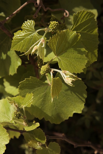 Vitis vinifera, Grapevine, גפן היין,  كرمة نبيذية