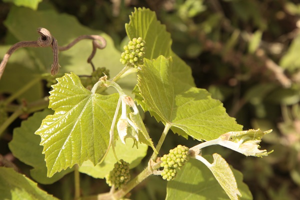 Vitis vinifera, Grapevine,  גפן היין,  كرمة نبيذية