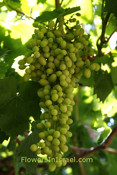  Israeli Holidays, Shavuot, Book of Ruth, seven species, Vitis vinifera, Grapevine,عنب ,גפן היין,Vitaceae, גפניים