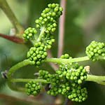 Vitis vinifera, Israel, Cream colored flowers