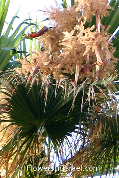 Washingtonia robusta, Washington Palm, ושינגטוניה חסונה, الواشنطونيا 