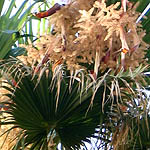 Washigtonia robusta, פרחים בישראל, פרחים ירוקים