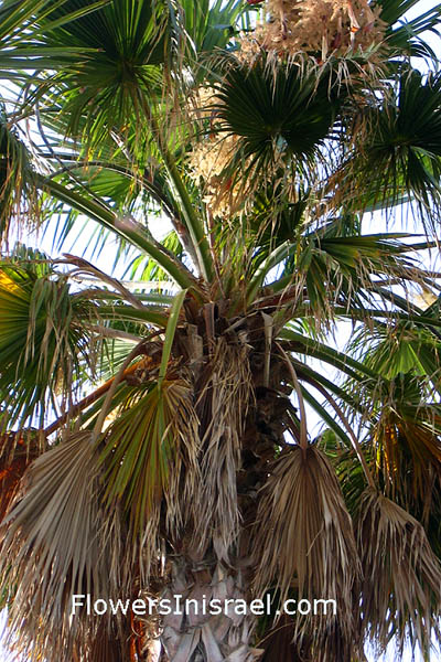 Trees of Israel, Native plants, Palestine