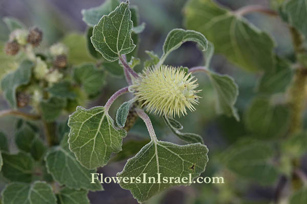 Flowers in Israel, wildflowers, flora, native plants