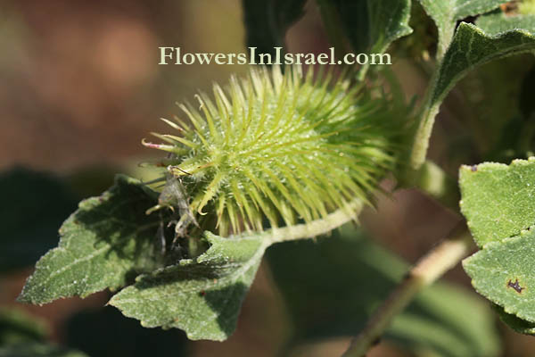 Xanthium strumarium, Rough Cocklebur,לְכִיד הַנְּחָלִים