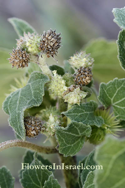 Native plants of Israel